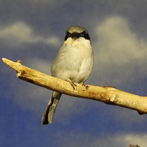 Loggerhead shrike