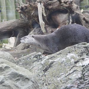 North American river otter
