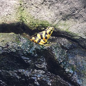 Panamanian golden frog