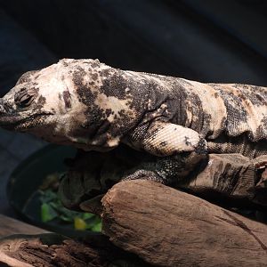San Esteban chuckwalla