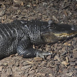 American alligator