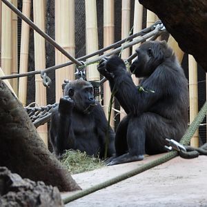 Western lowland gorillas