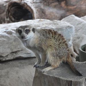 Meerkat