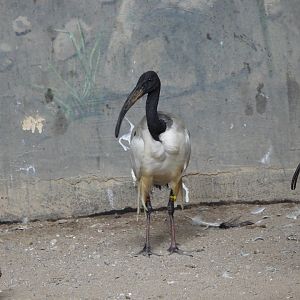 Sacred ibis