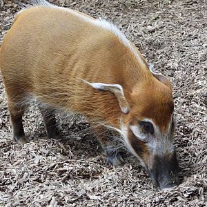 Red river hog