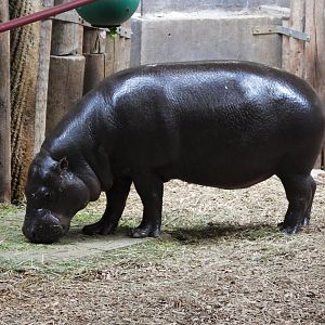 Pygmy hippopotamus