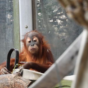 Sumatran orangutan