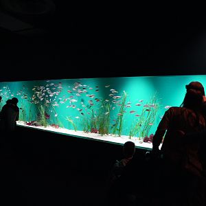 Seagrass Tank (SoCal Gallery)