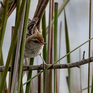 Little Grassbird