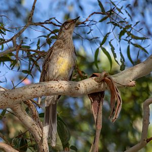 Red Wattlebird, immature
