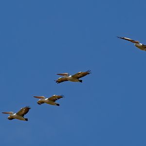Australian Pelicans