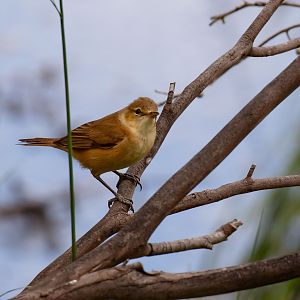 Australian Reed Warbler