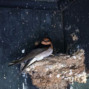 Welcome Swallow