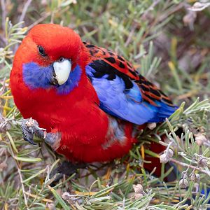 Crimson Rosella