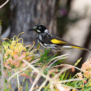 New Holland Honeyeater