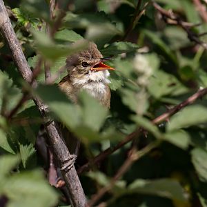Australian Reed Warbler