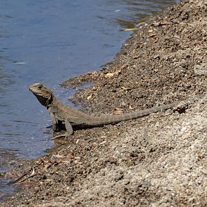 Eastern Water Dragon