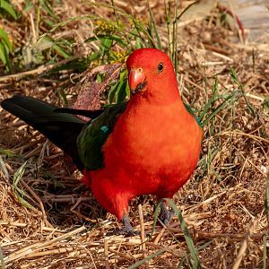 Australian King Parrot male