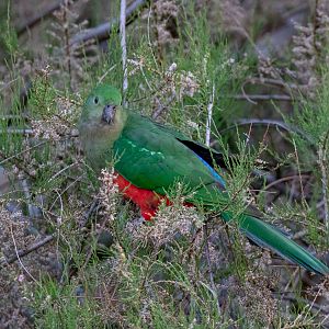 Australian King Parrot female