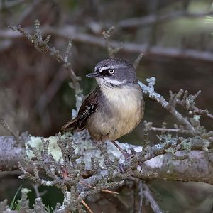 White-browed Scrubwren
