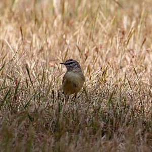 Yellow-rumped Thornbill