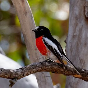 Scarlet Robin