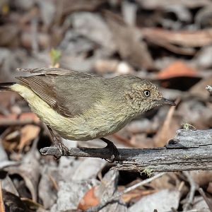 Buff-rumped Thornbill