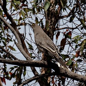 Grey Currawong