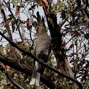 Grey Currawong