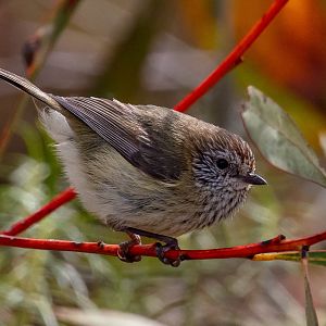 Striated Thornbill