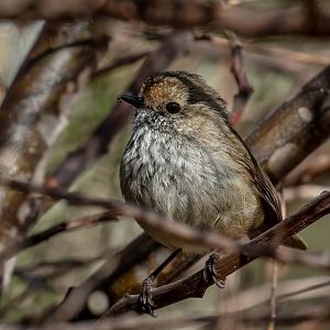 Brown Thornbill