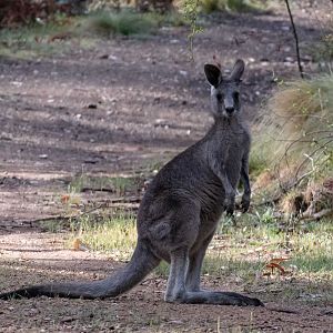 Eastern Grey Kangaroo