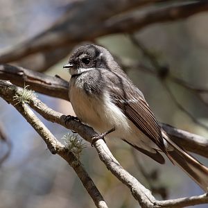 Grey Fantail