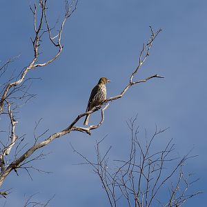 Olive-backed Oriole male