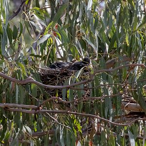 Pied Currawong chicks in the nest