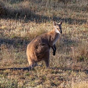 Red-necked Wallaby