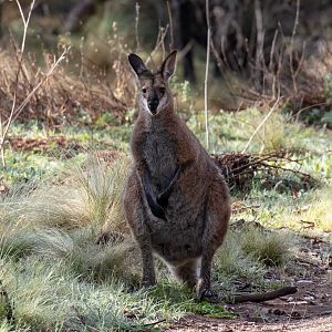 Red-necked Wallaby