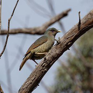 Satin Bowerbird female