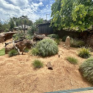 First Slender-tailed Meerkat Exhibit
