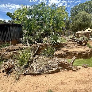 First Slender-tailed Meerkat Exhibit