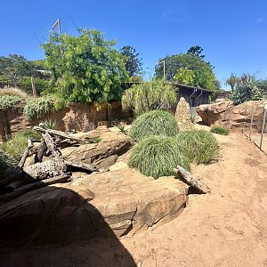 Second Slender-tailed Meerkat Exhibit