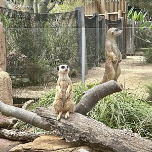 Slender-tailed Meerkat Statue
