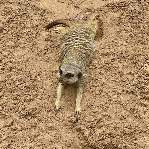 Slender-tailed meerkat (Suricata suricatta)