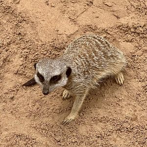 Slender-tailed meerkat (Suricata suricatta)
