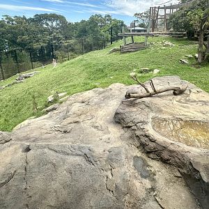 African Lion Exhibit