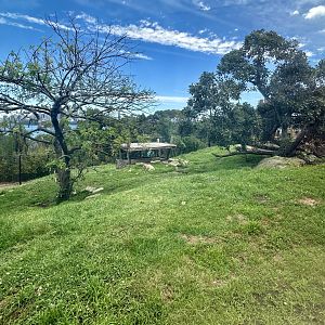 African Lion Exhibit
