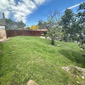 African Lion Exhibit