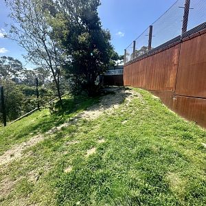 African Lion Exhibit