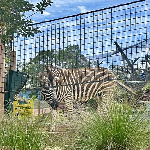 Plains zebra (Equus quagga)