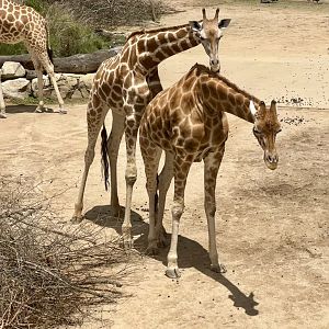 Ebo and Zarafa (Giraffe)